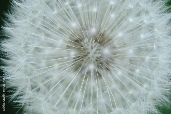 Obraz A captivating close-up of a dandelion seed head, highlighting the intricate structure of its seeds and their ethereal parachutes. Perfect for themes of natural design, wishes, and delicate beauty.
