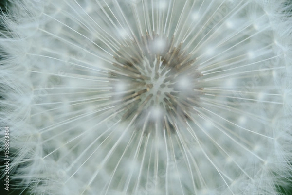 Fototapeta A captivating close-up of a dandelion seed head, highlighting the intricate structure of its seeds and their ethereal parachutes. Perfect for themes of natural design, wishes, and delicate beauty.