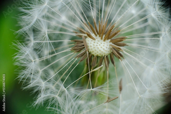 Fototapeta A mesmerizing macro shot of a dandelion seed head, showcasing the intricate structure of its seeds and their delicate, radiating pappus. Symbolizes wishes, new beginnings, and nature's fragile beauty.
