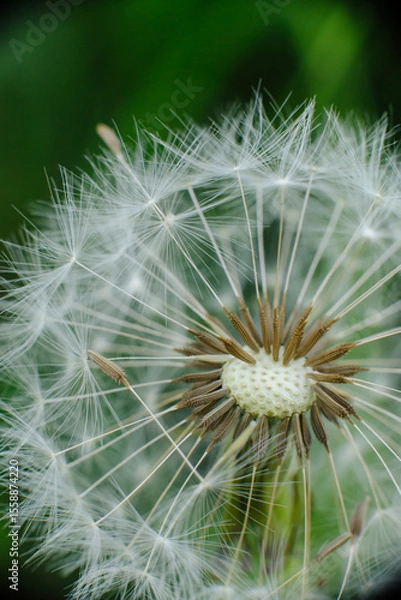 Fototapeta A mesmerizing macro shot of a dandelion seed head, showcasing the intricate structure of its seeds and their delicate, radiating pappus. Symbolizes wishes, new beginnings, and nature's fragile beauty.