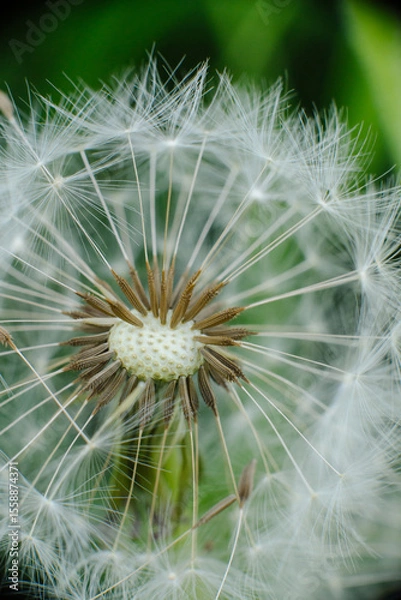 Fototapeta A mesmerizing macro shot of a dandelion seed head, showcasing the intricate structure of its seeds and their delicate, radiating pappus. Symbolizes wishes, new beginnings, and nature's fragile beauty.