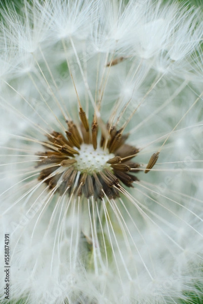 Fototapeta A mesmerizing macro shot of a dandelion seed head, showcasing the intricate structure of its seeds and their delicate, radiating pappus. Symbolizes wishes, new beginnings, and nature's fragile beauty.