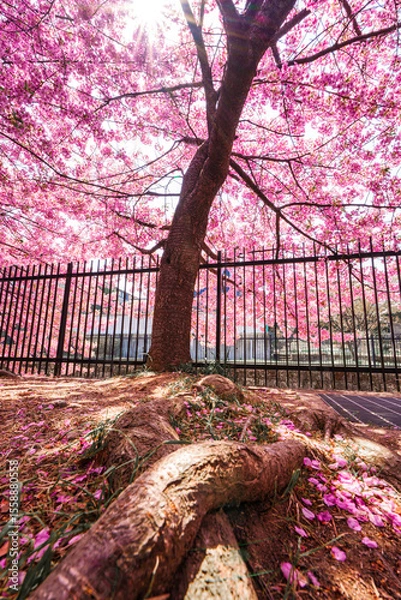 Fototapeta Pink color cherry blossom or sakura blooming with fallen petal under sunlight in springtime