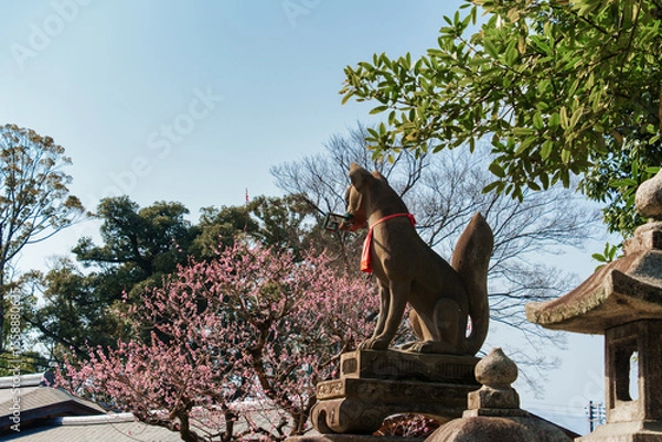 Fototapeta Inari fox statue with plum tree blooming in Japanese shrine