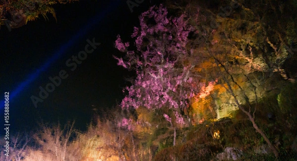 Fototapeta Illuminated sakura garden reflection at night