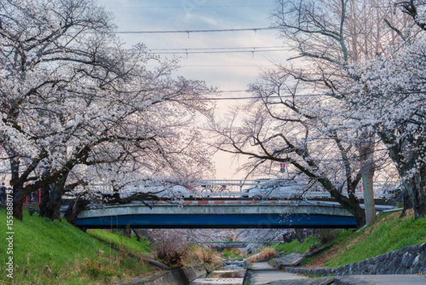 Fototapeta Cherry blossom or sakura tree blooming along canal with the bridge during springtime