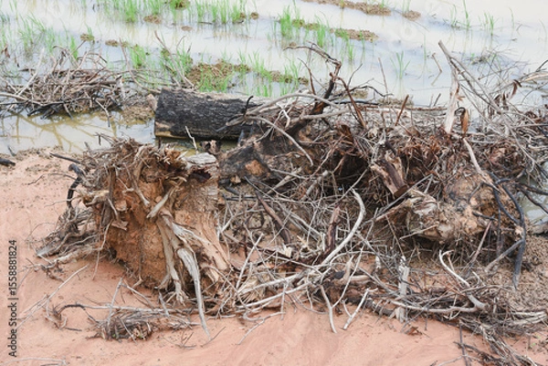 Fototapeta Close-up view of debris in a field.