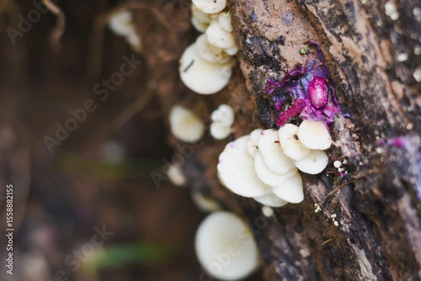 Fototapeta Close-up view of mushrooms growing in the forest