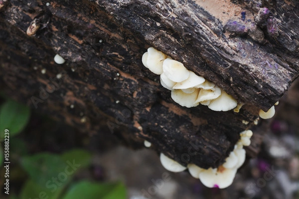 Fototapeta Close-up view of mushrooms growing in the forest