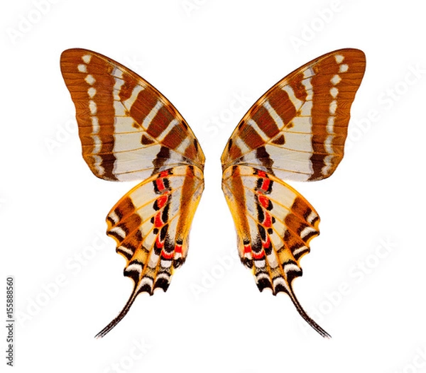 Obraz Butterfly wings, Isolated on white background