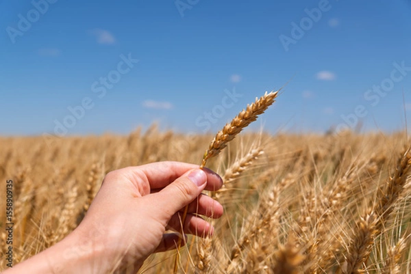 Obraz Harvest abundance and food source concept. A hand holds a golden grain against a vast agricultural field.Close-up of a hand holding a golden wheat ear. The background is a blurred rural landscape.