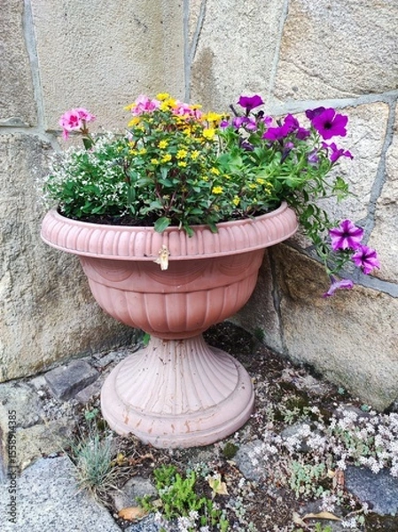 Obraz flowers in pots