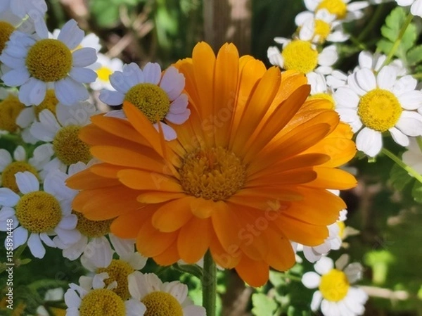 Obraz yellow flowers in the garden