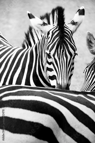 Fototapeta Zebra (Hippotigris) portrait with the typical black and white fur pattern. The African mammal looks into the camera while hiding behind another zebra. Camouflage through perfect overlapping bodies.