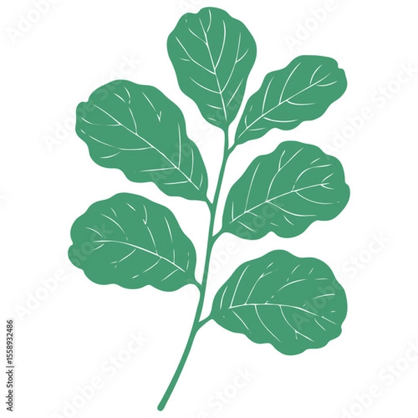 Fototapeta Fiddle leaf fig (Ficus lyrata) branch in a stylized linocut or woodcut print style. Green botanical vector element for eco and nature-themed designs.