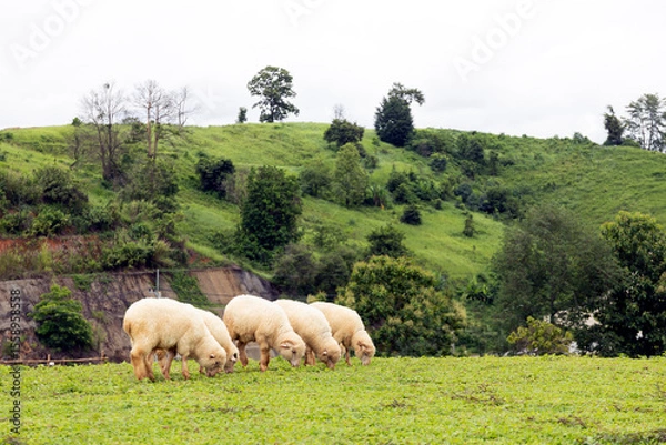 Obraz Flock of white sheep grazing on green field in mountain landscape with lush trees and cloudy sky