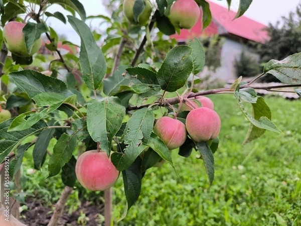 Obraz apples on a tree