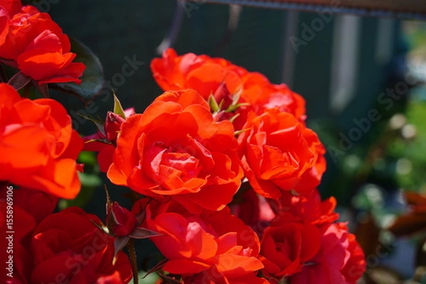 Obraz Close-Up of Vibrant Red Roses in Full Bloom under Sunlight