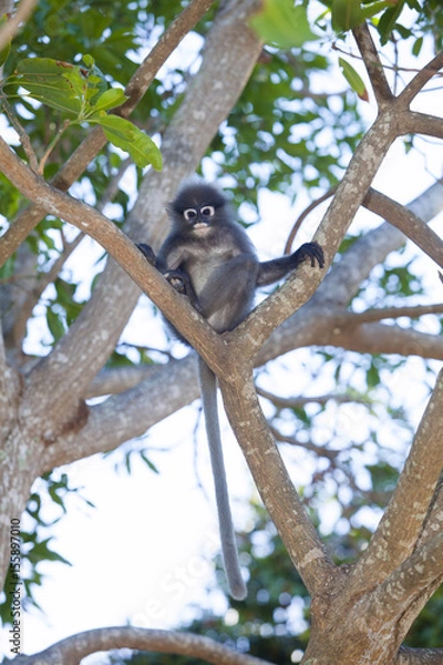 Fototapeta The dusky leaf monkey, spectacled langur, or spectacled leaf monkey (Trachypithecus obscurus)