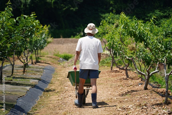 Obraz Back View of Farmer with Wheelbarrow in Orchard on Sunny Day