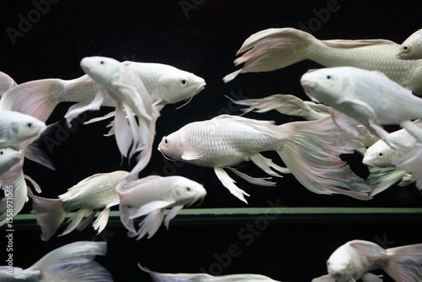 Obraz Close-Up of Long-Finned Koi Fish Swimming in an Aquarium