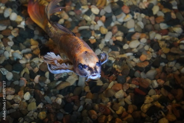 Obraz Koi Fish Swimming Near the Surface in a Pond