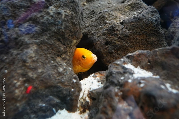 Obraz Close-Up of Yellow Cichlid Fish Hiding Among Rocks in an Aquarium