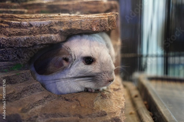 Obraz Close-Up of Chinchilla Peeking Out from a Rock Shelter