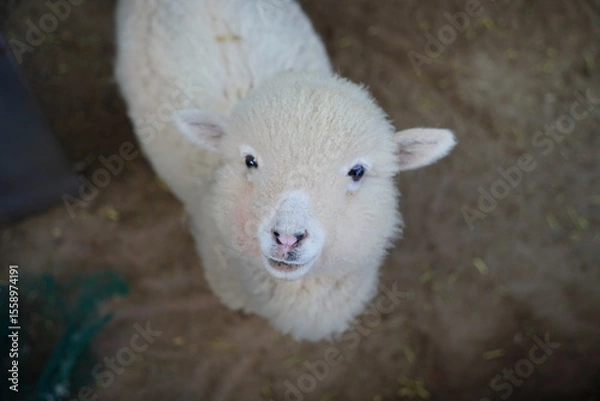 Obraz Close-Up of White Baby Alpaca Looking Up at a Farm