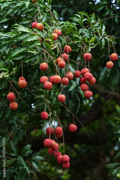 Fototapeta The lychee trees in Foling Lake Ecological Tourism Area, Liaobu Town, Dongguan are laden with ripe Guiwei lychees.