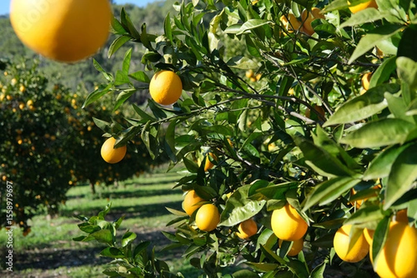 Fototapeta orange organic orchird long trees rows with ripe citrus fruits