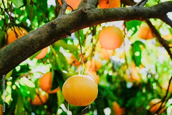 Fototapeta grapefruit branches, bright green leaves, a lot of ripe fruits on the tree, sunny citrus garden