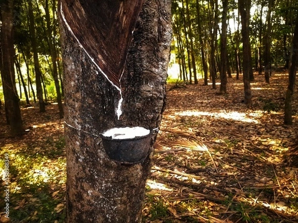 Fototapeta Getah Karet Sedang Disadap