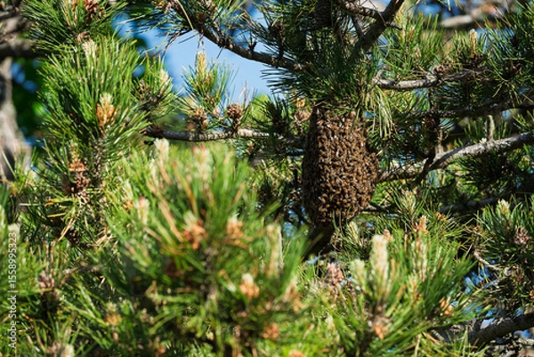 Fototapeta A swarm of bees hangs on a branch.