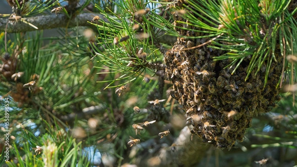 Fototapeta A swarm of bees hangs on a branch.