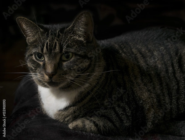 Fototapeta Emily posing