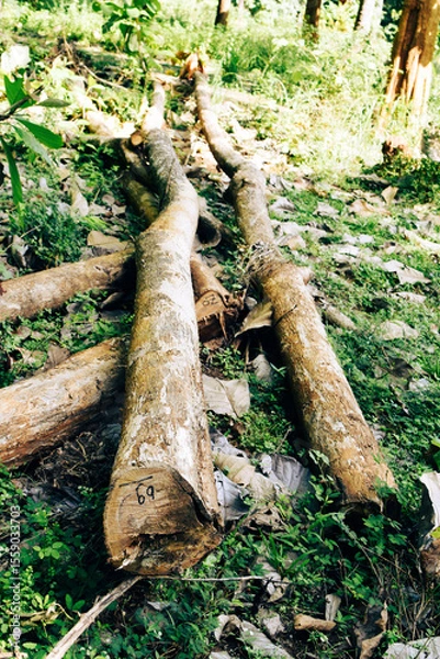 Fototapeta Massive Trees Being Cut Down – Shocking Look at Deforestation and Forest Destruction. Cutting Down Large Trees – The Alarming Reality of Global Deforestation. Why Are So Many Trees Being Cut Down?