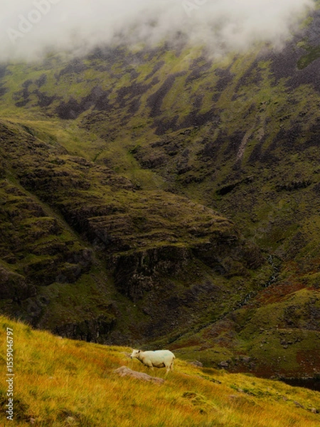 Fototapeta A solitary sheep grazes on a hillside, the rugged, mist-shrouded mountains providing a dramatic backdrop, a sense of peace and solitude pervades.
