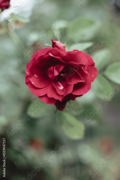 Obraz red rose in garden