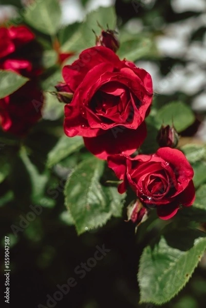 Obraz red rose in garden