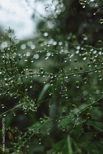 Obraz rain drops on a leaf