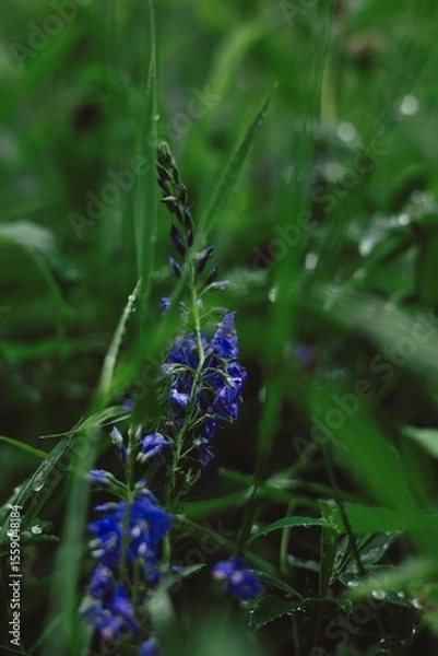 Obraz  flower in the garden	