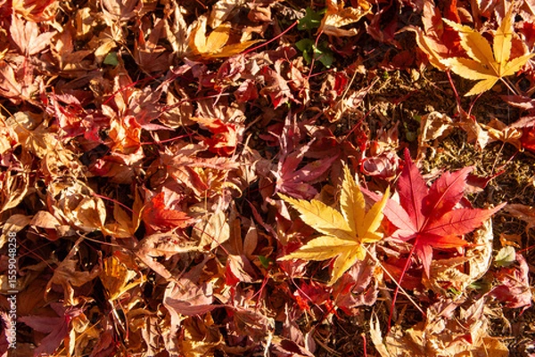 Obraz 埼玉県秩父市で撮影した紅葉したモミジと落ち葉の秋の自然風景です。赤や黄色に色づいた葉が地面に重なり、晩秋ならではの情緒と日本の季節感を感じさせる一枚。観光、旅行、アウトドア、自然イメージ、季節の素材、秋のイメージとして幅広くご利用いただけます。