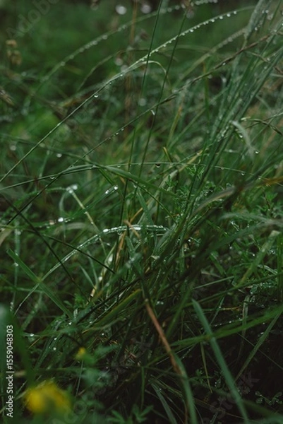 Obraz morning dew on a grass