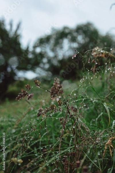 Obraz raindrops on green grass close up