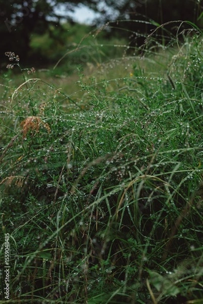 Obraz dew on the grass