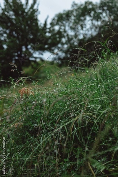 Fototapeta morning dew on the grass