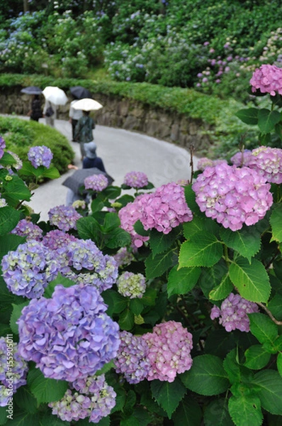 Obraz 紫陽花ー１