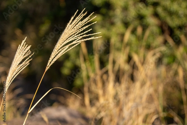 Obraz 神奈川県真鶴町、真鶴半島番場浦海岸で冬に咲くススキ（芒）のクローズアップ写真。海岸線に自生するススキが季節感とナチュラルな雰囲気を伝える一枚。観光、環境、自然、季節素材など幅広い用途におすすめ。

