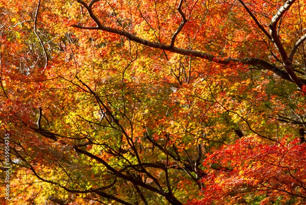 Obraz 神奈川県湯河原町で撮影した、燃えるように美しい紅葉。日本の秋を象徴するモミジの葉が、赤、オレンジ、黄色に色づき、鮮やかなグラデーションを見せている。和風デザインの背景や壁紙として最適なテクスチャ。

